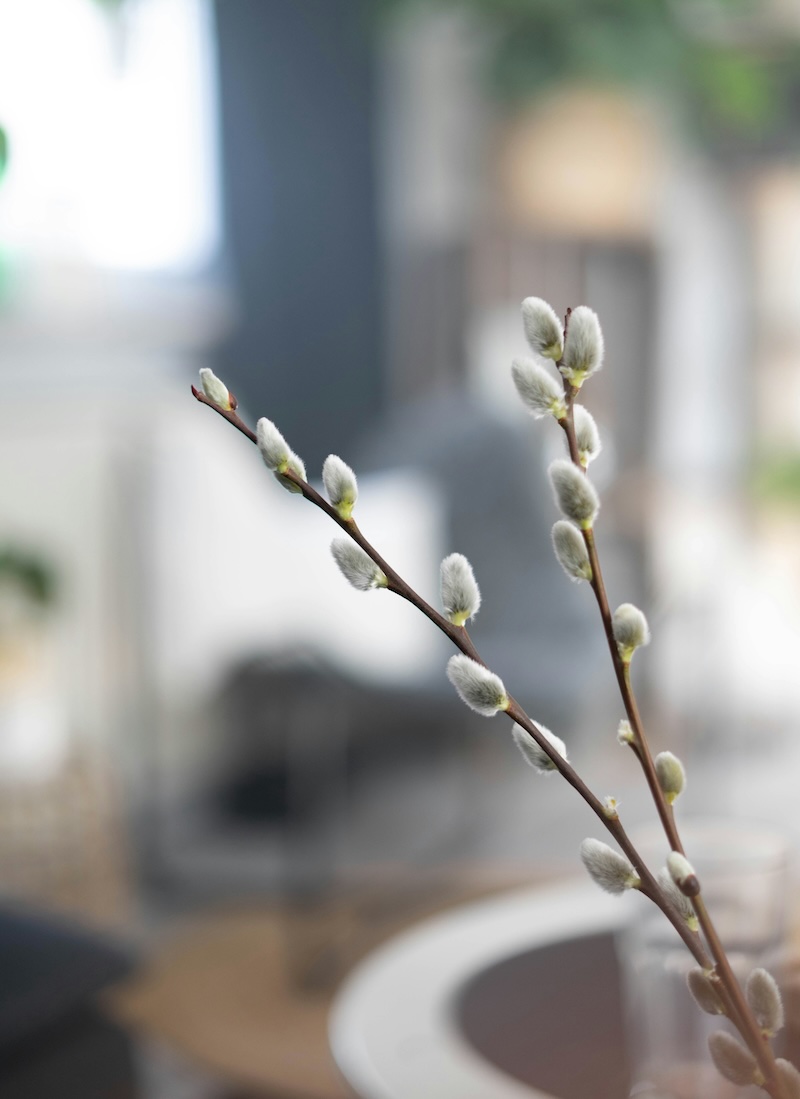 plante-veuve